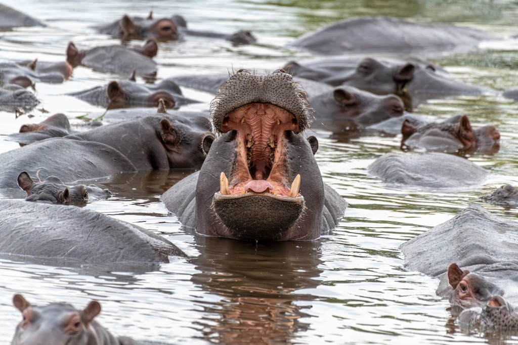 Home to Africa's largest elephant population, Chobe National Park pairs dramatic riverside wildlife encounters with some of Botswana's most understated, yet exceptional, luxury safari camps.