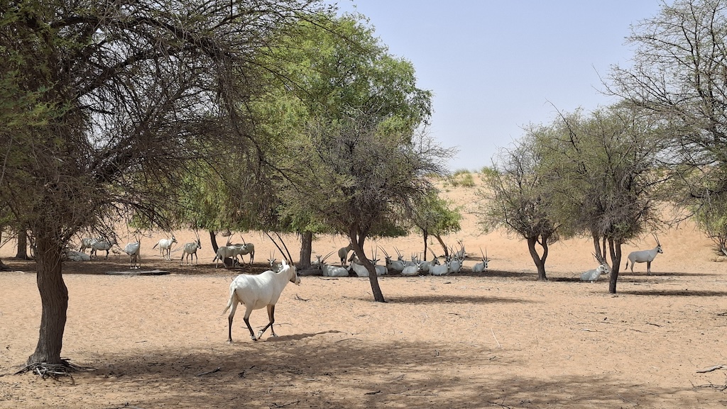 From sunrise horse rides and wandering Arabian oryx to beautifully designed villas and memorable dining, Al Maha combines Emirati heritage with one of the UAE's most remarkable wildlife experiences.
