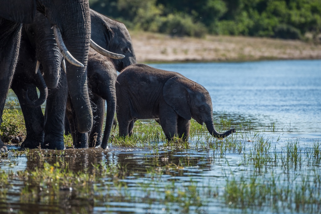 Home to Africa's largest elephant population, Chobe National Park pairs dramatic riverside wildlife encounters with some of Botswana's most understated, yet exceptional, luxury safari camps.