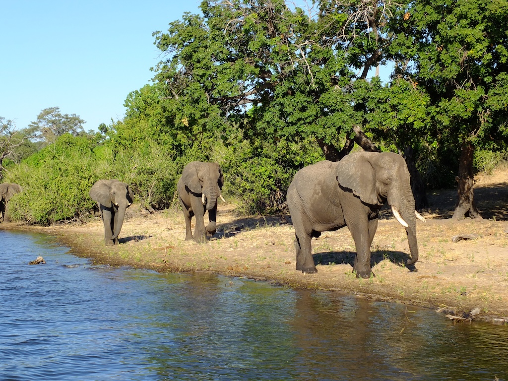 From the Zambezi Queen's floating boutique luxury to Lake Kariba's tiger-fishing houseboats, cruising the Chobe and Zambezi rivers offers Africa's wildlife at unforgettably close range.
