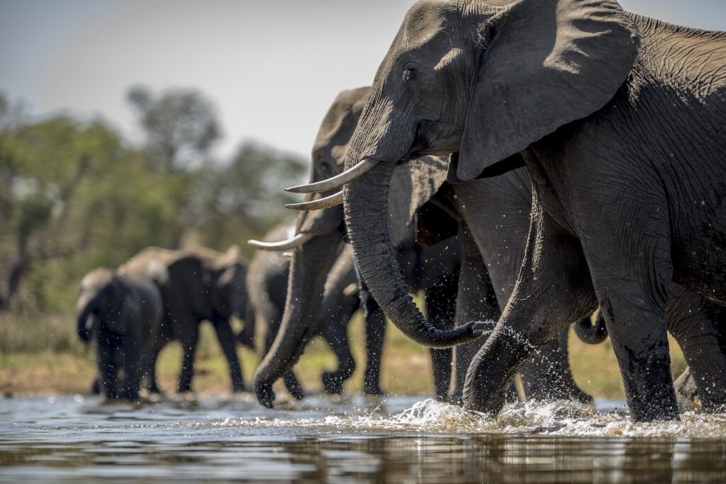 Home to Africa's largest elephant population, Chobe National Park pairs dramatic riverside wildlife encounters with some of Botswana's most understated, yet exceptional, luxury safari camps.