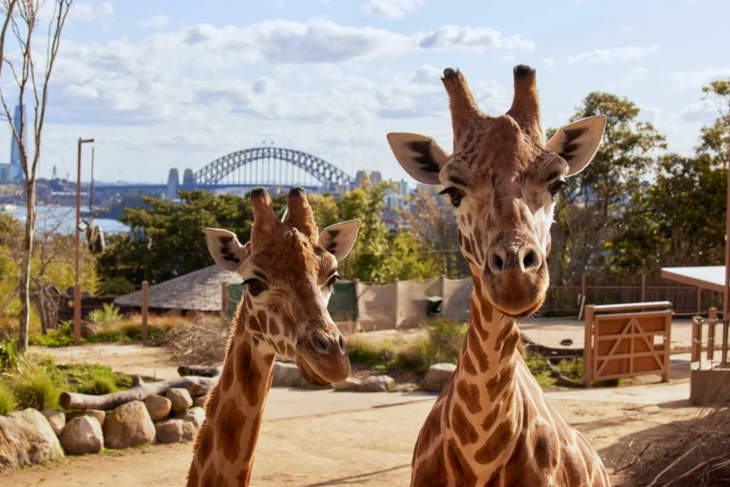 Best Luxury Hotels in Sydney for 2026 — Harbour Views and Five-Star Experiences