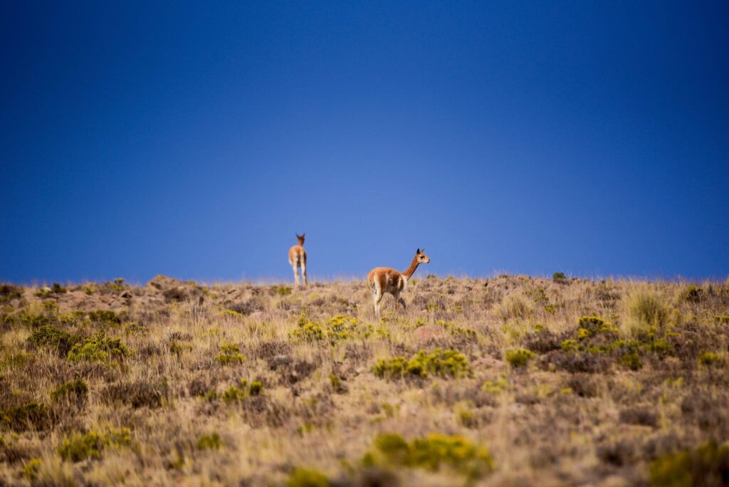 Delve into the towering Andes aboard the Belmond Andean Explorer, South America's most luxurious train