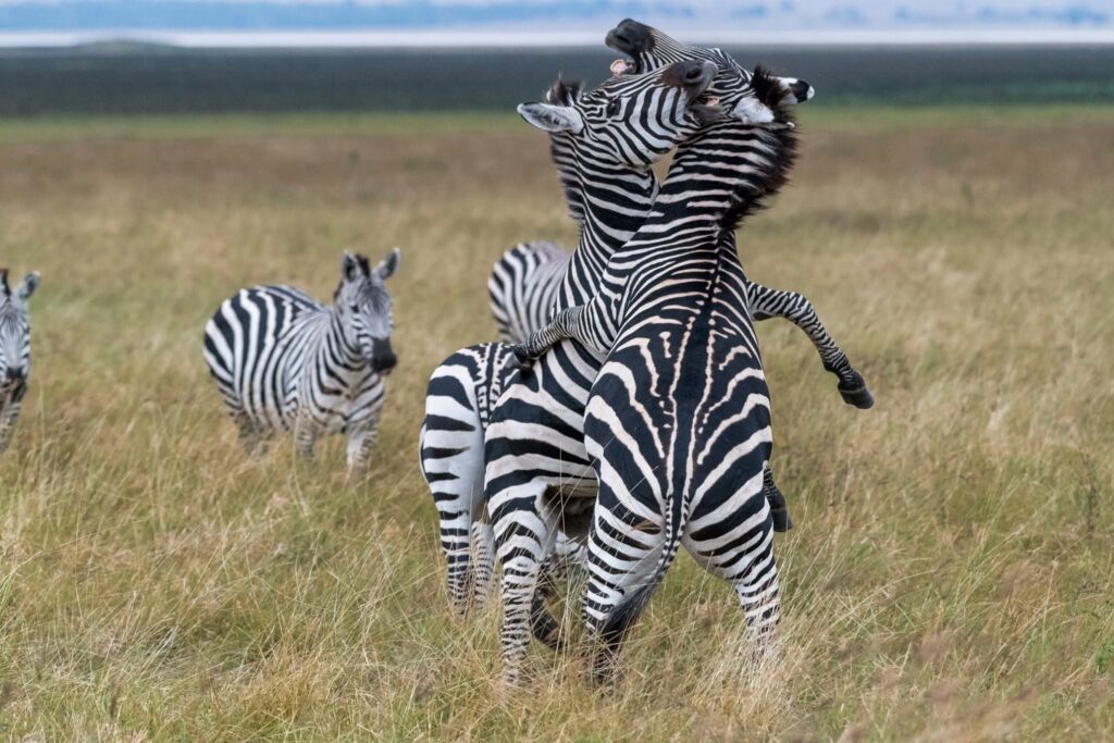 From andBeyond's storied rim palace to Gibb's Farm's coffee-scented hills, these are the luxury safari lodges turning Ngorongoro Crater into East Africa's most spectacular stay.
