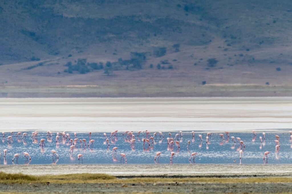 From andBeyond's storied rim palace to Gibb's Farm's coffee-scented hills, these are the luxury safari lodges turning Ngorongoro Crater into East Africa's most spectacular stay.