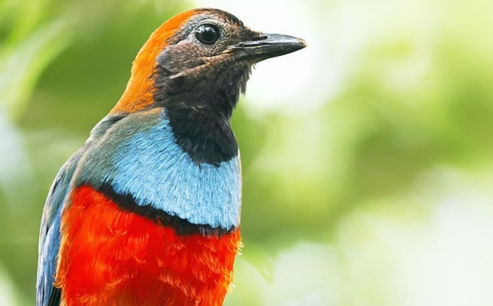 Australian Geographic Travel's new five-day expedition takes eight birders to Boigu Island, Australia's northernmost inhabited island, in search of species more often seen in New Guinea.