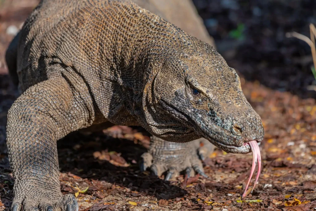 Eastern Indonesia by Expedition Ship: Komodo to Papua