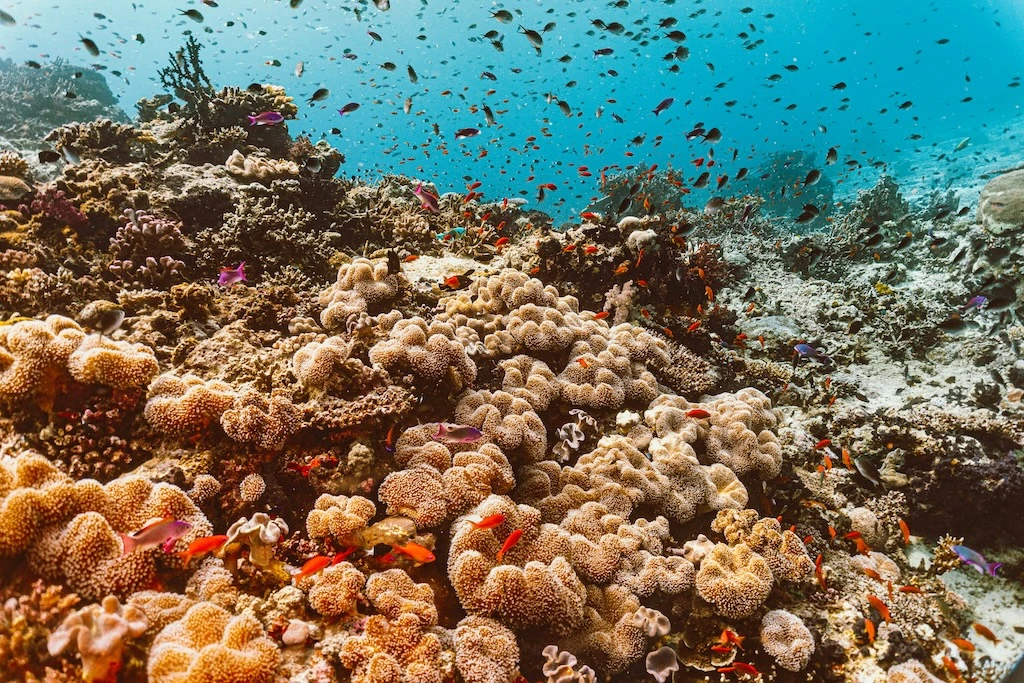 Next March, Heritage Expeditions will delve into the South Pacific on a new 11-day journey to Fiji, Samoa and Tonga.