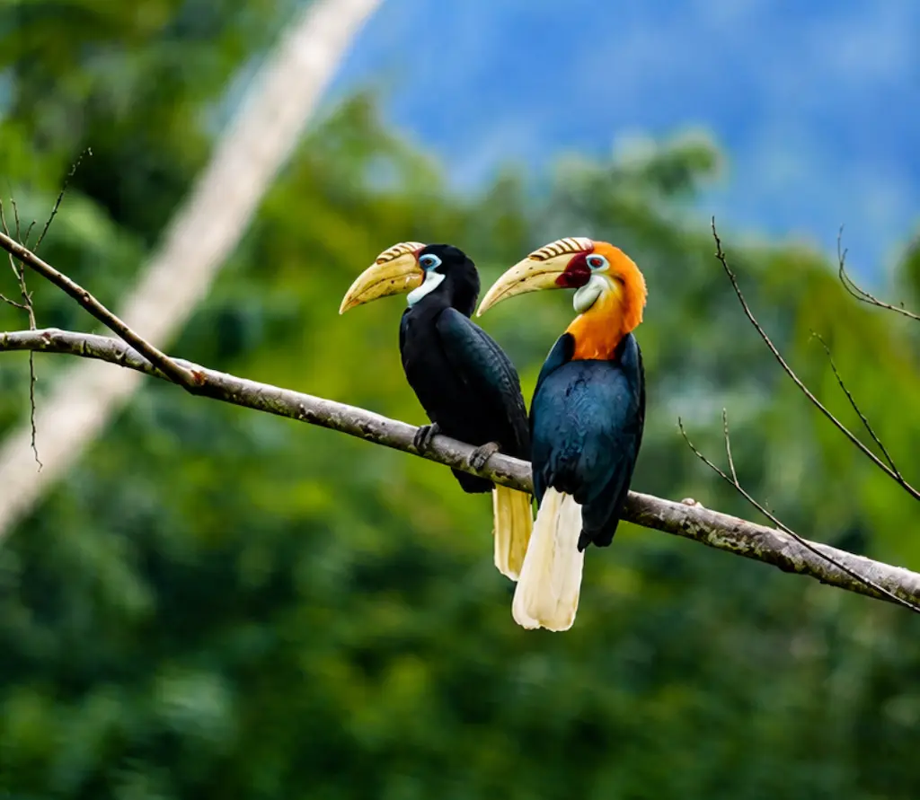 Australian Geographic Travel's new five-day expedition takes eight birders to Boigu Island, Australia's northernmost inhabited island, in search of species more often seen in New Guinea.