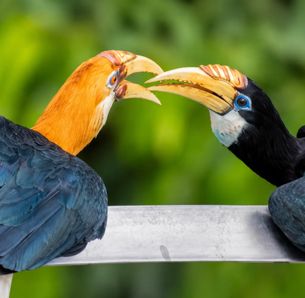 Australian Geographic Travel's new five-day expedition takes eight birders to Boigu Island, Australia's northernmost inhabited island, in search of species more often seen in New Guinea.