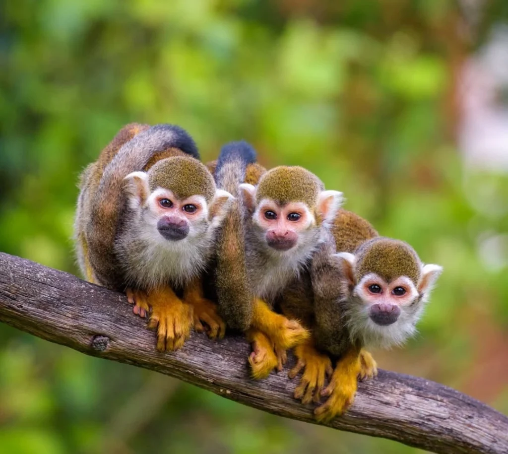 An Amazon River luxury cruise blends raw rainforest adventure with boutique-hotel comfort. Here’s how to choose your route, ship and season wisely.