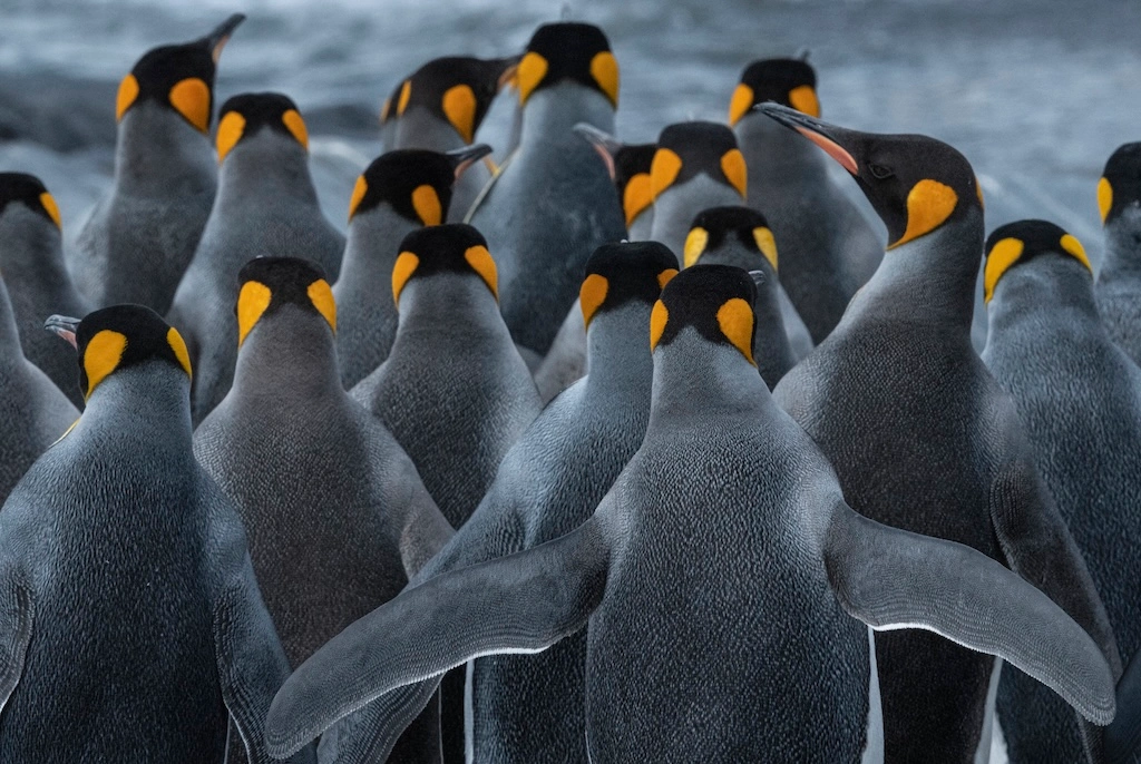 HX Expeditions' 2028/29 season, introducing 57 voyages across 14 destinations worldwide, including 26 new itineraries. 