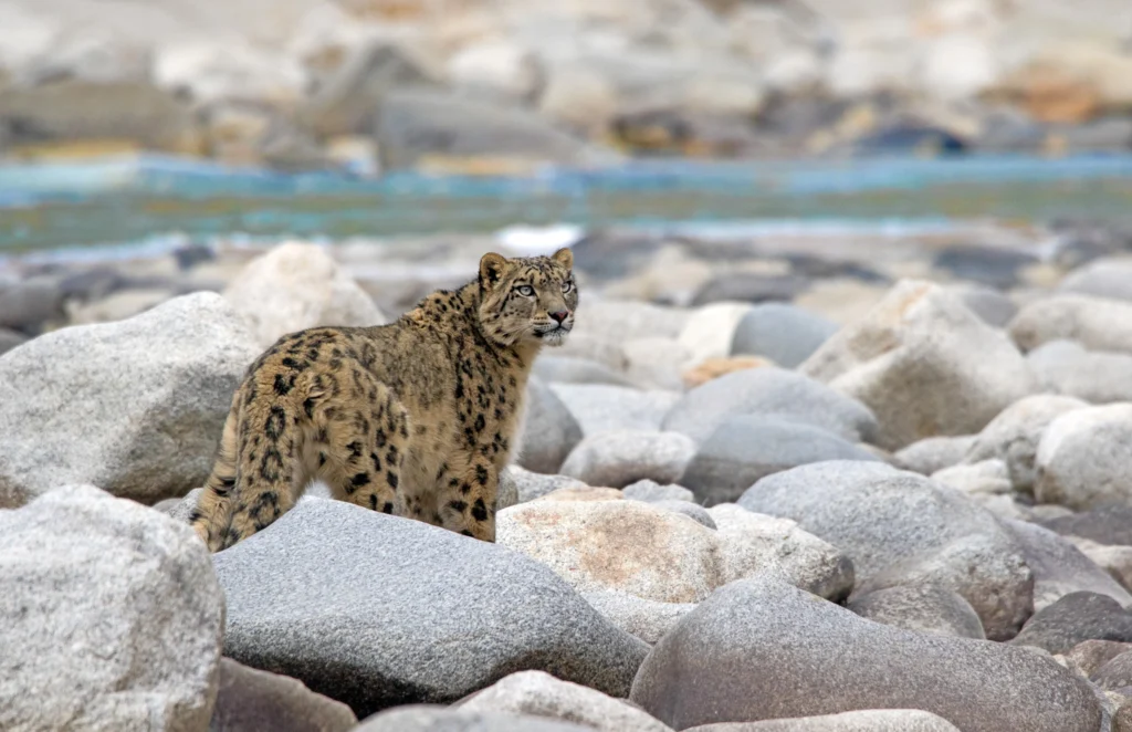 To mark 20 years in Asia, andBeyond has unveiled five small-group journeys for 2028. Each is led by a scientist, naturalist, historian or filmmaker who has spent decades in the landscape.