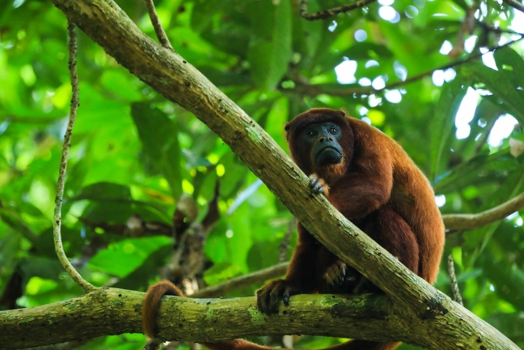 An Amazon River luxury cruise blends raw rainforest adventure with boutique-hotel comfort. Here’s how to choose your route, ship and season wisely.