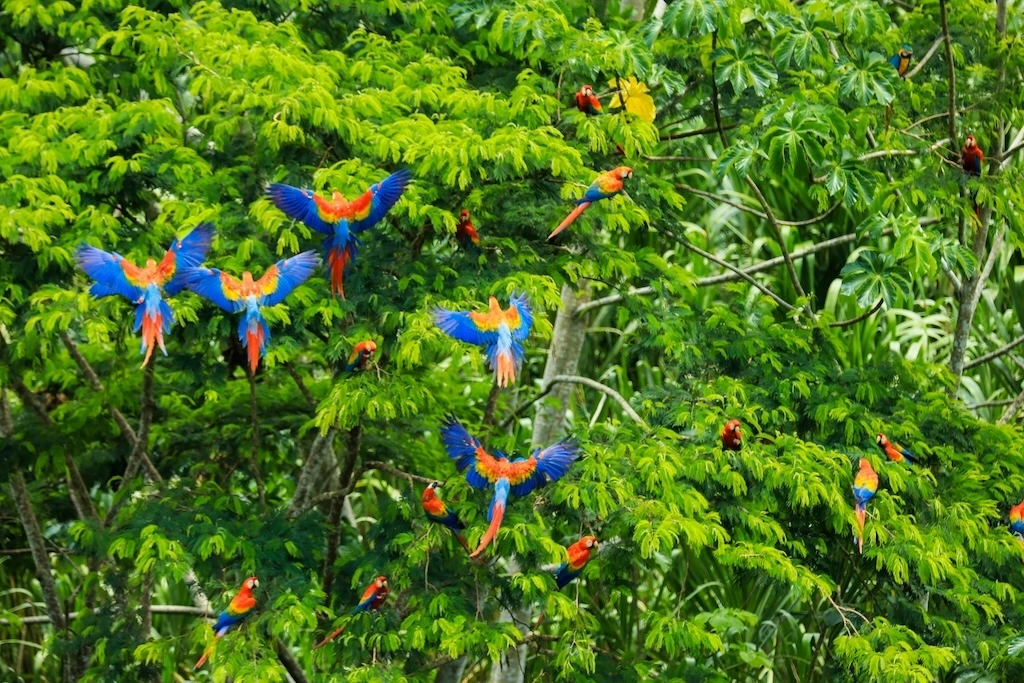 An Amazon River luxury cruise blends raw rainforest adventure with boutique-hotel comfort. Here’s how to choose your route, ship and season wisely.