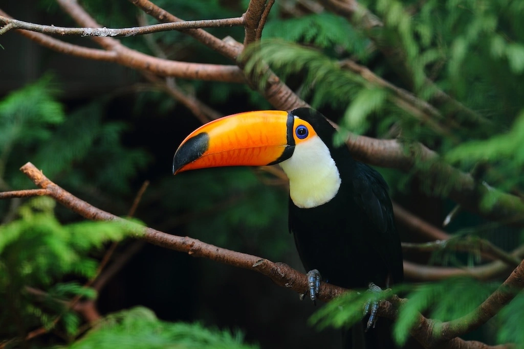An Amazon River luxury cruise blends raw rainforest adventure with boutique-hotel comfort. Here’s how to choose your route, ship and season wisely.