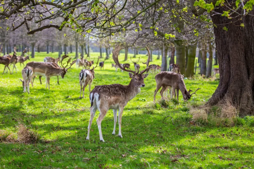 Phoenix Park